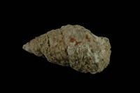 藏品(白葚蟹守螺)的圖片